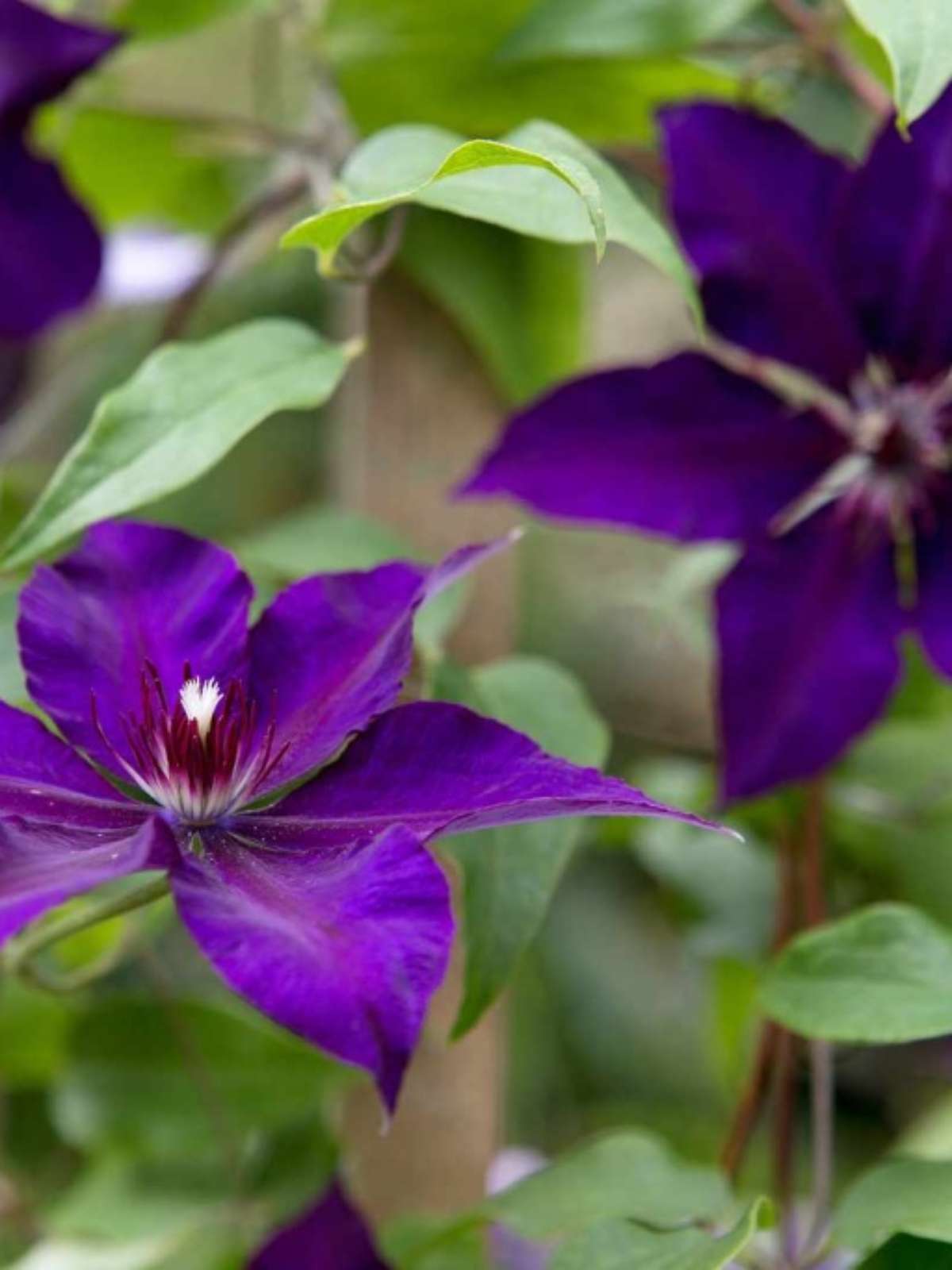 plantas com folhas roxas e verdes