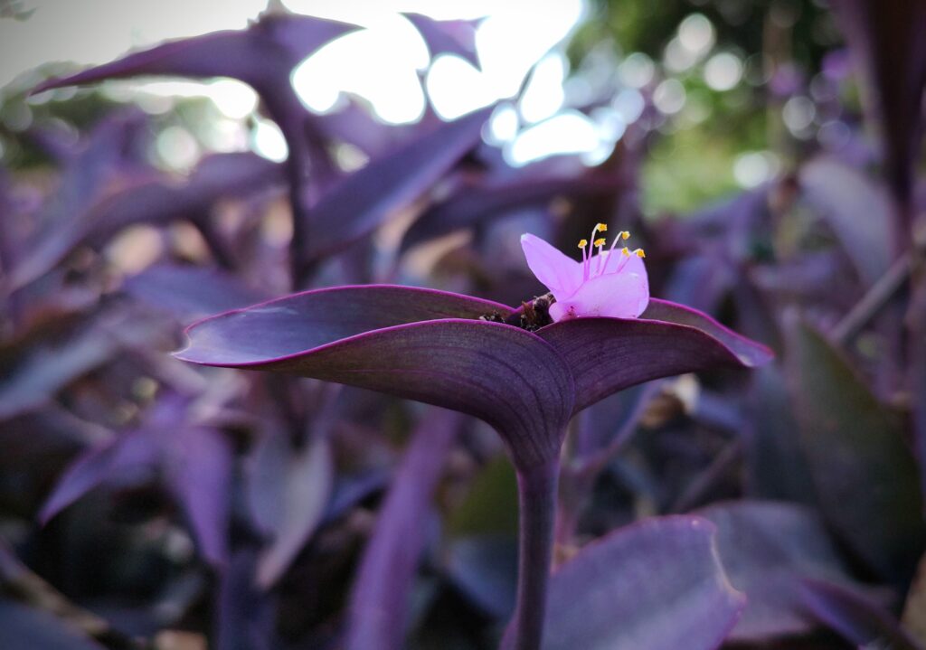 plantas roxas com flores lilás