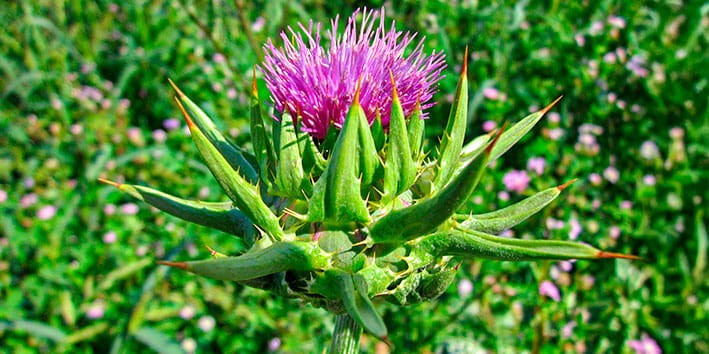 silimarina para que serve