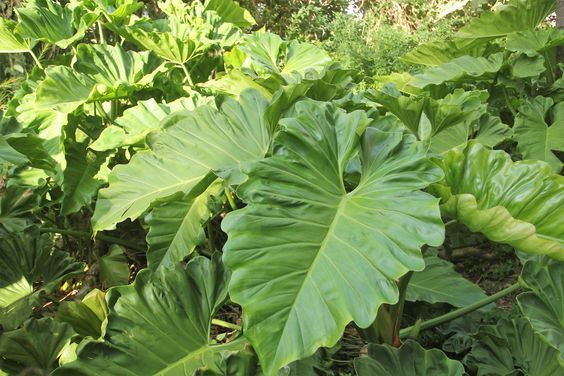 plantas com folhas onduladas