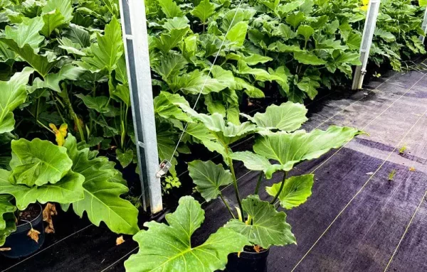 plantas de interior com folhas onduladas
