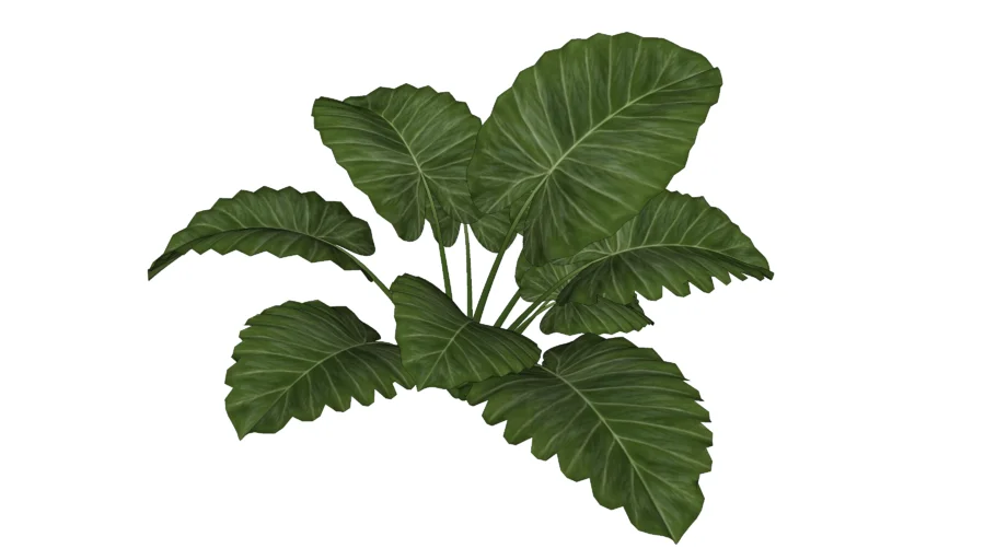 plantas ornamentais onduladas