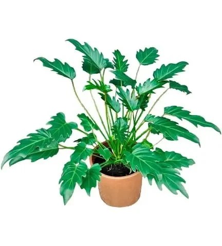 plantas tropicais com folhas onduladas