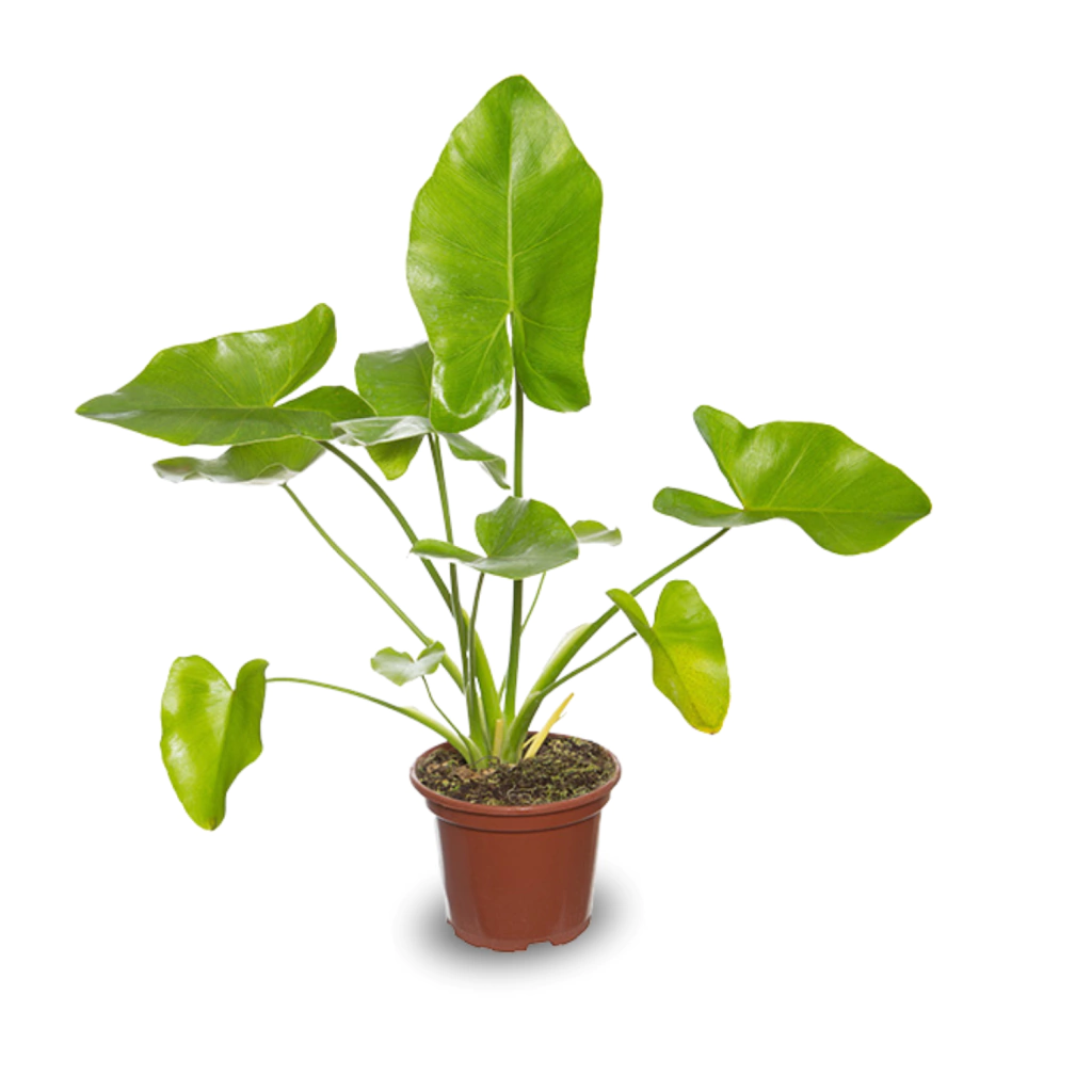 samambaias onduladas