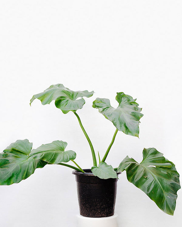 filodendros com folhas onduladas