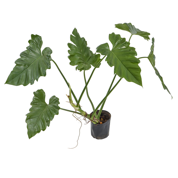 plantas suculentas espirais