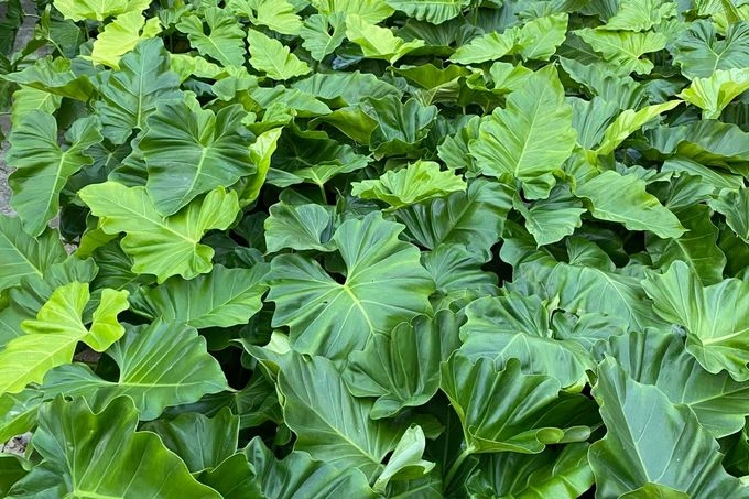 plantas com folhas onduladas