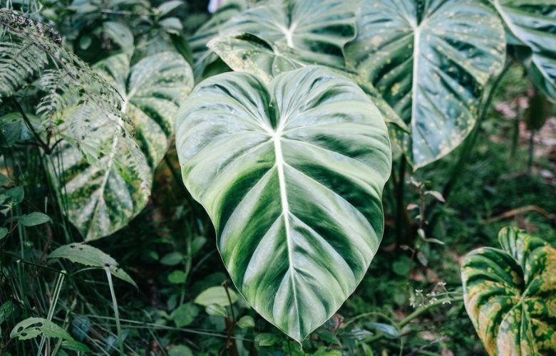 plantas de interior com folhas onduladas