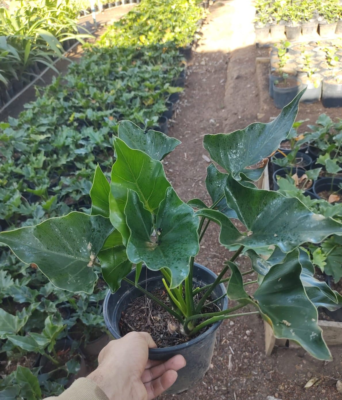 samambaias onduladas