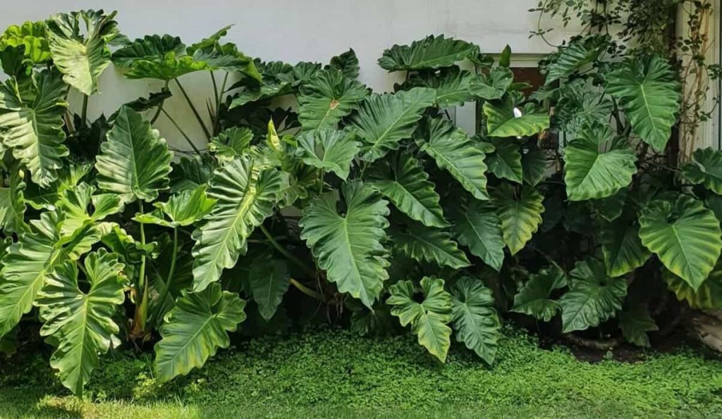 filodendros com folhas onduladas