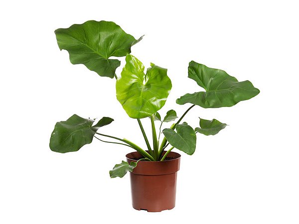 plantas ornamentais onduladas