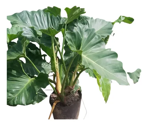 samambaias onduladas