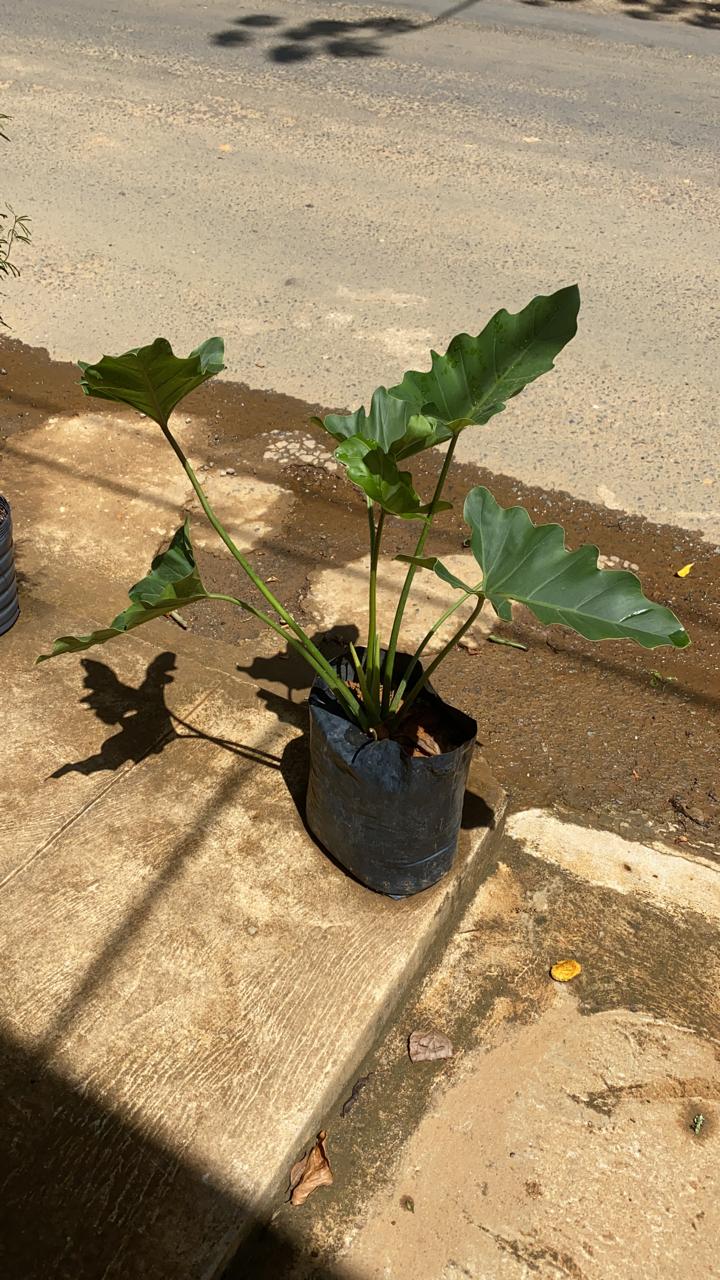 filodendros com folhas onduladas