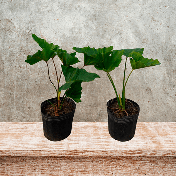 plantas suculentas espirais