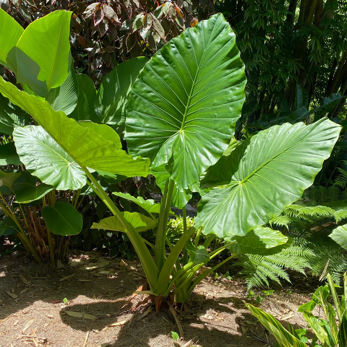 Alocasia macrorrhizos 