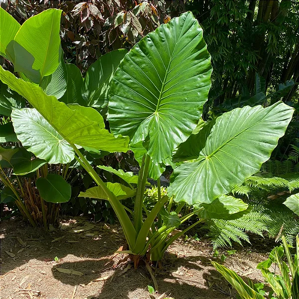 Colocasia gigantea