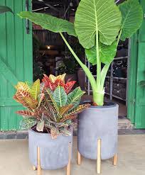 Planta com folhas gigantes