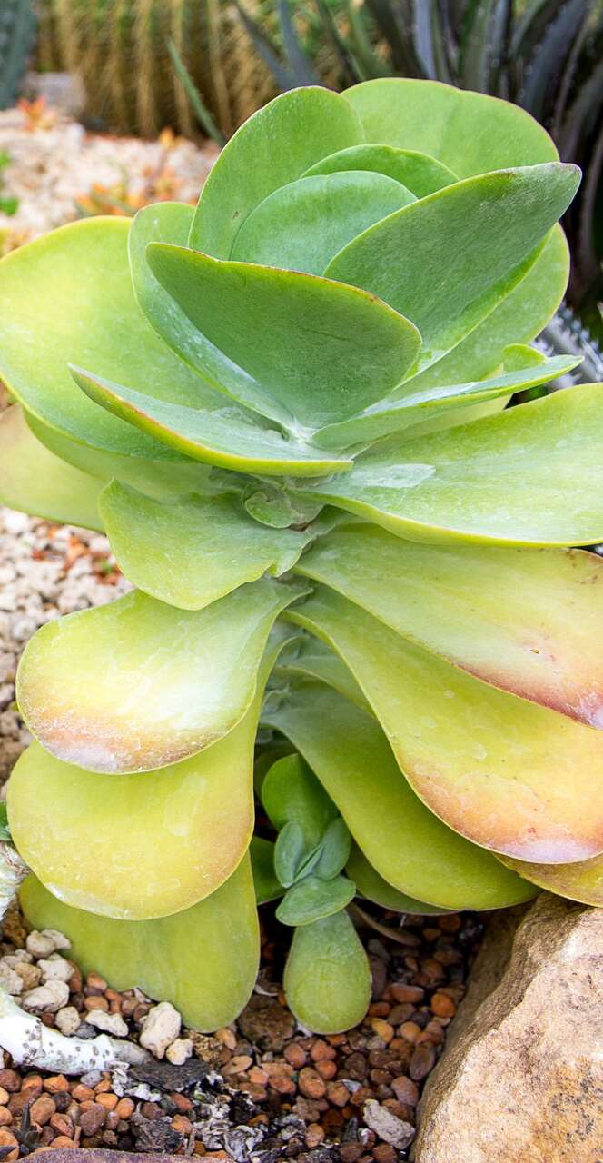Alocasia macrorrhizos