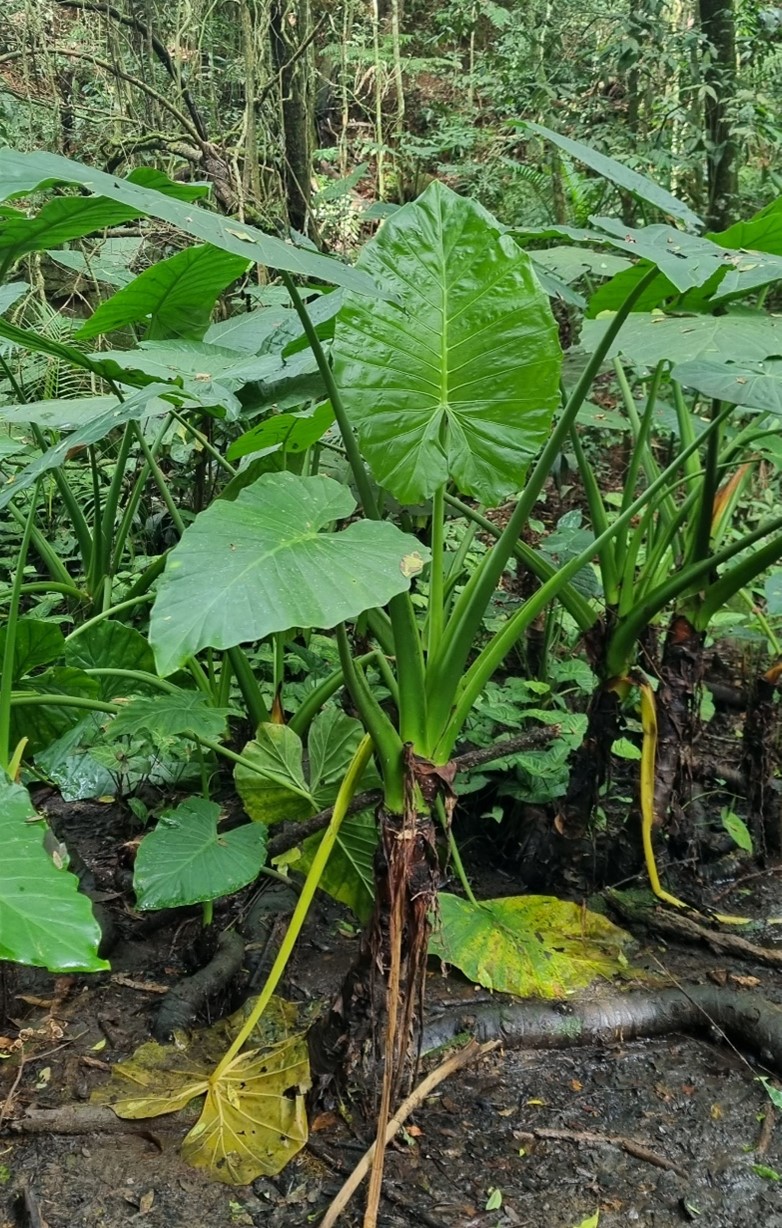 Kalanchoe thyrsiflora