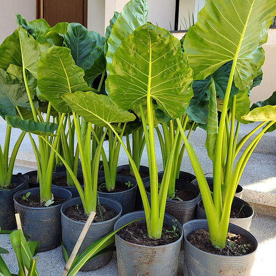 Planta com folhas gigantes