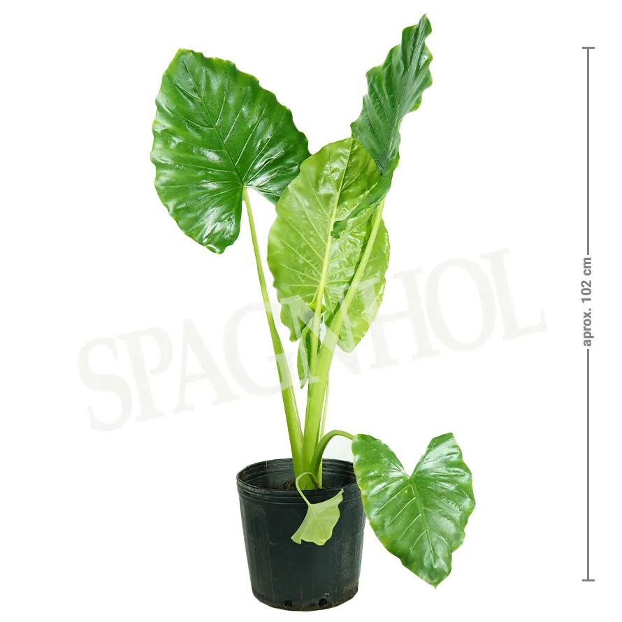 Suculenta orelha de elefante