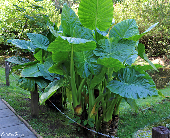 Colocasia gigantea