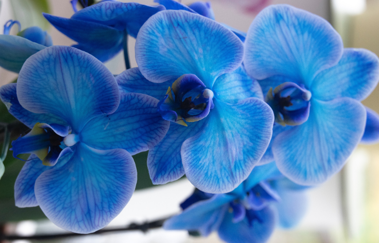 orquídea azul natural