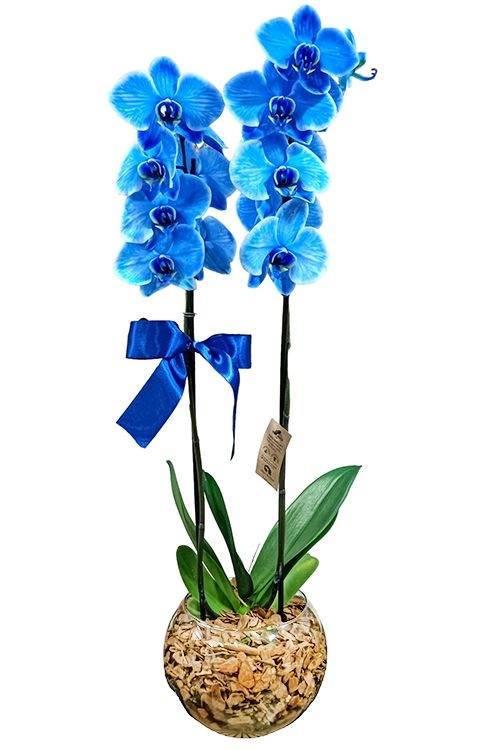 orquídea azul tingida