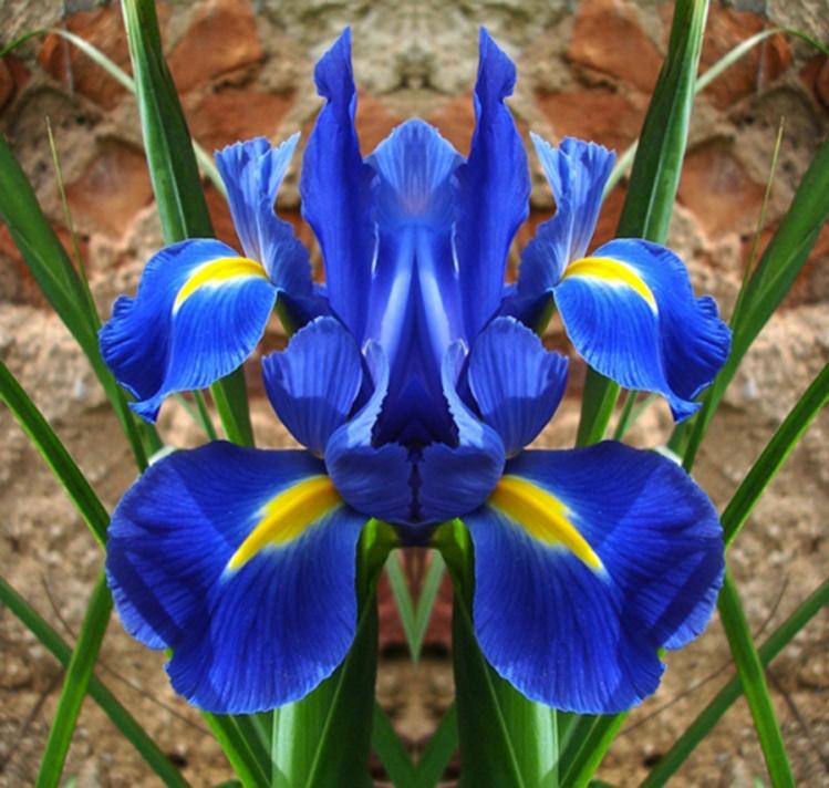 onde comprar orquídea azul