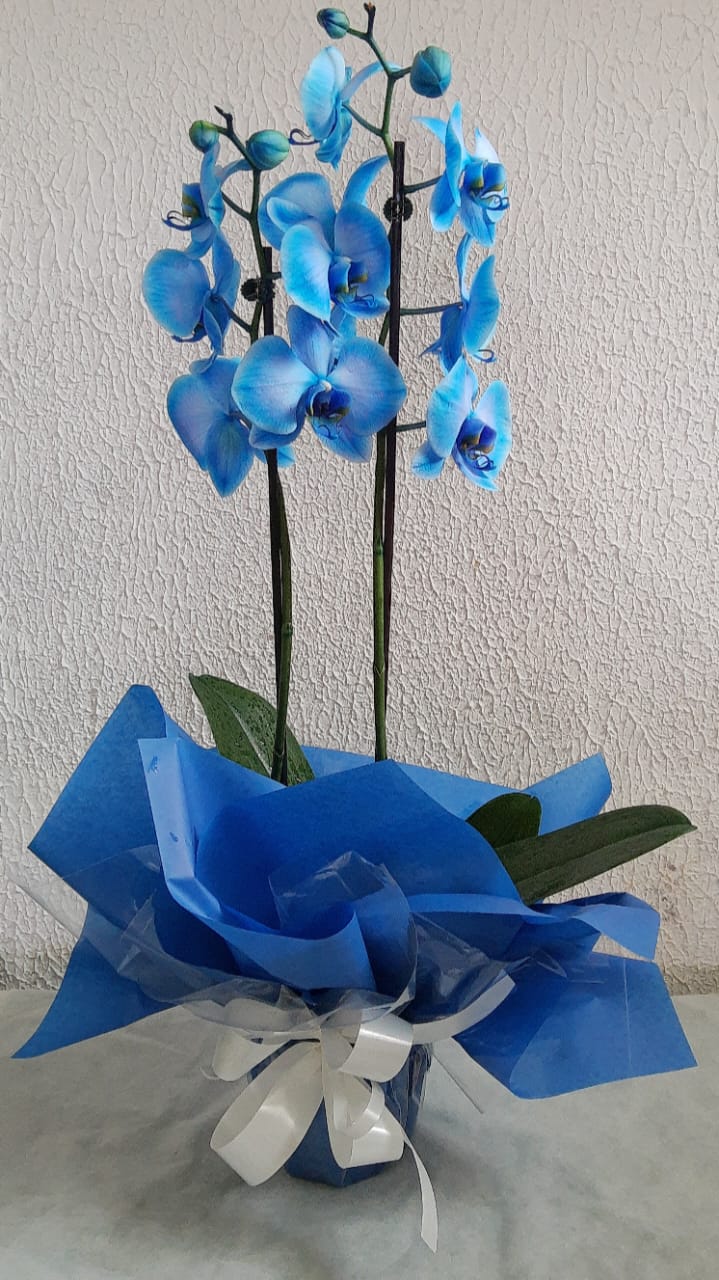 orquídea azul significado