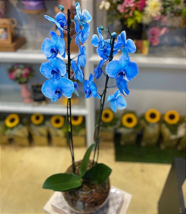 orquídea azul tingida