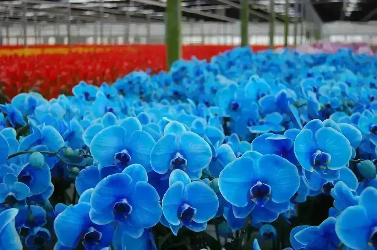 Phalaenopsis azul