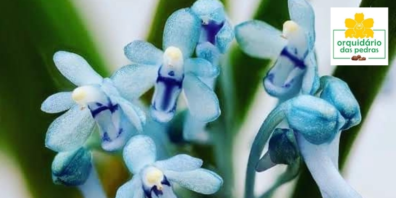 Vanda azul