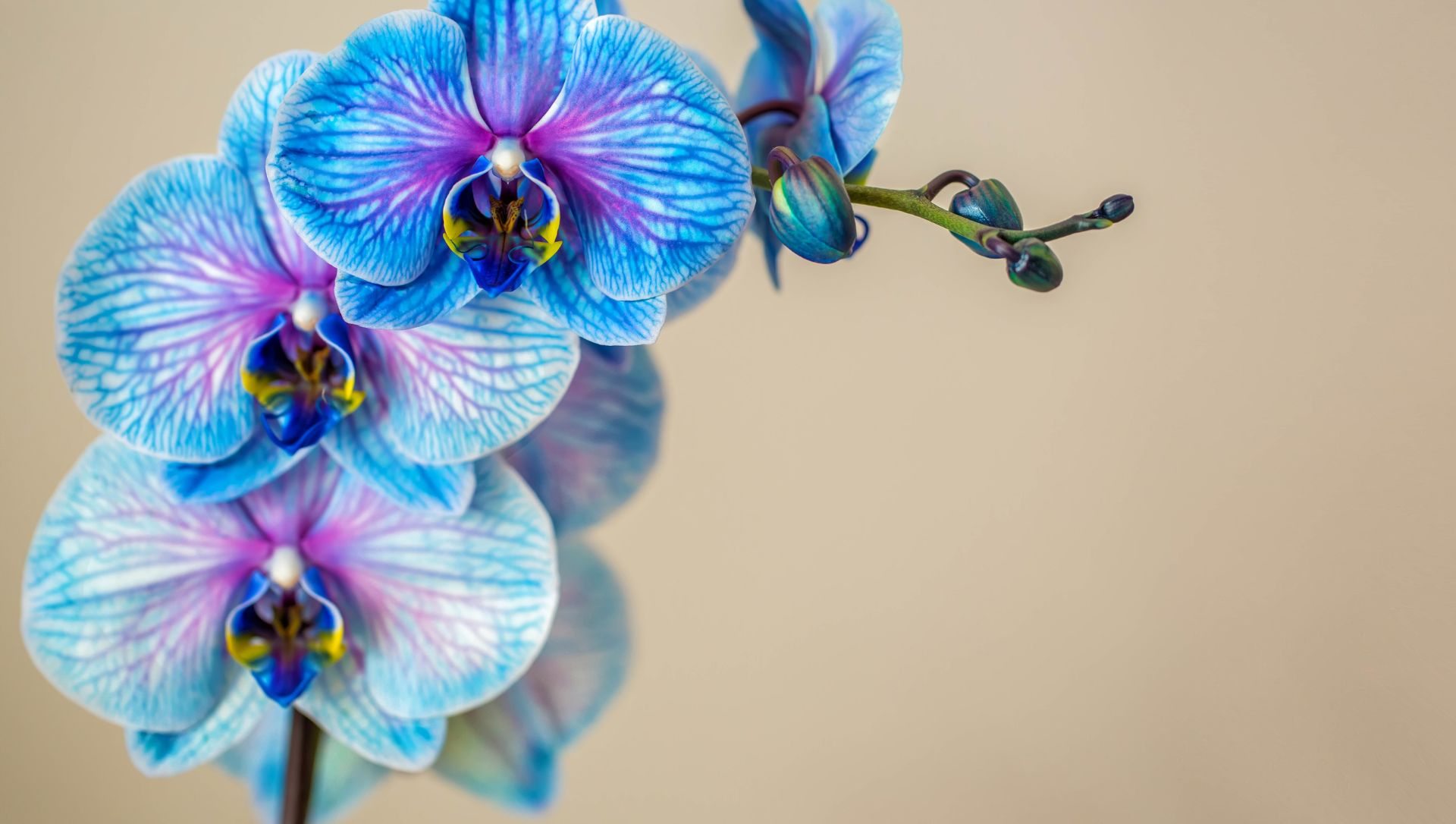 cuidados orquídea azul