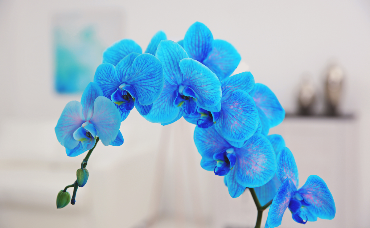 Phalaenopsis azul