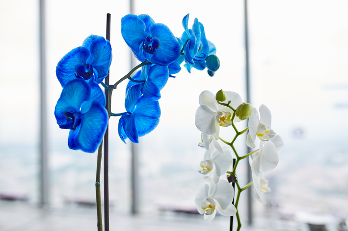 como cuidar orquídea azul tingida