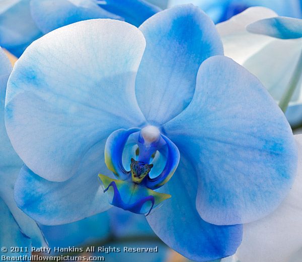 Vanda azul