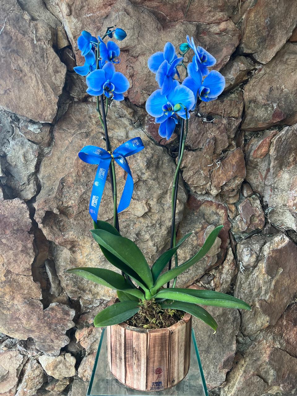 orquídea azul artificial