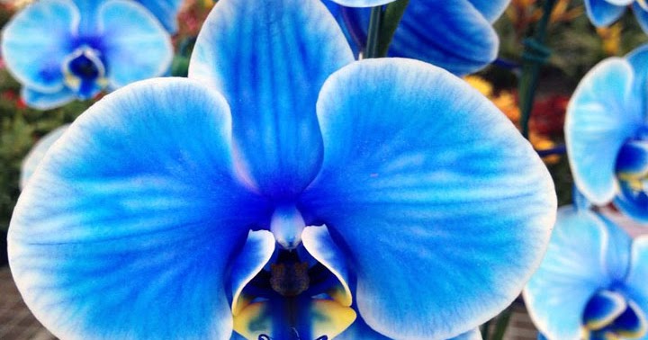 como cuidar orquídea azul tingida
