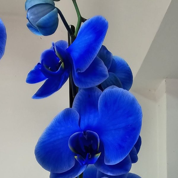 orquídea azul preço