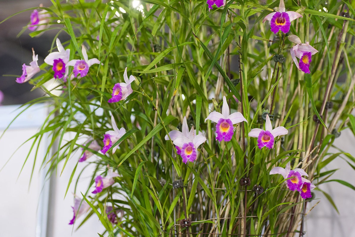 melhores orquídeas para jardim tropical