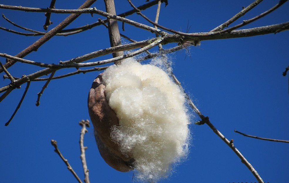 árvores que produzem algodão como a paineira