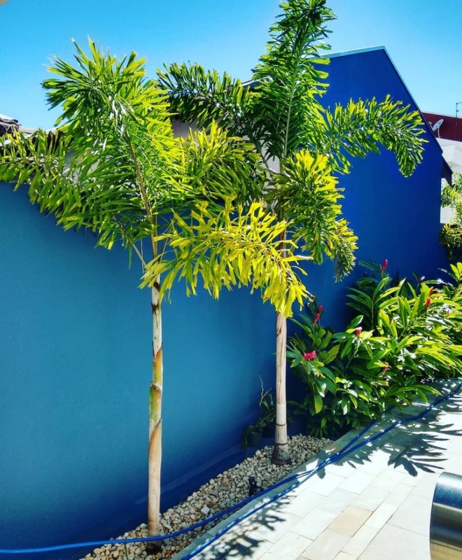 Palmeira rabo de raposa jardim