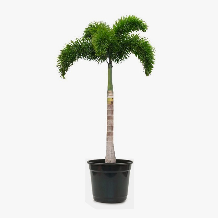 Palmeira rabo de raposa ornamental