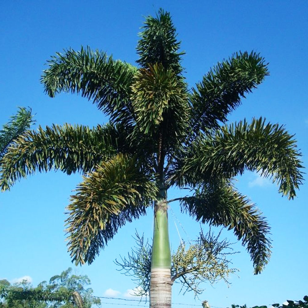 Palmeira rabo de raposa muda