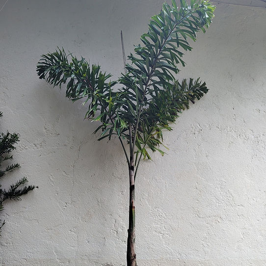 Palmeira rabo de raposa sol pleno