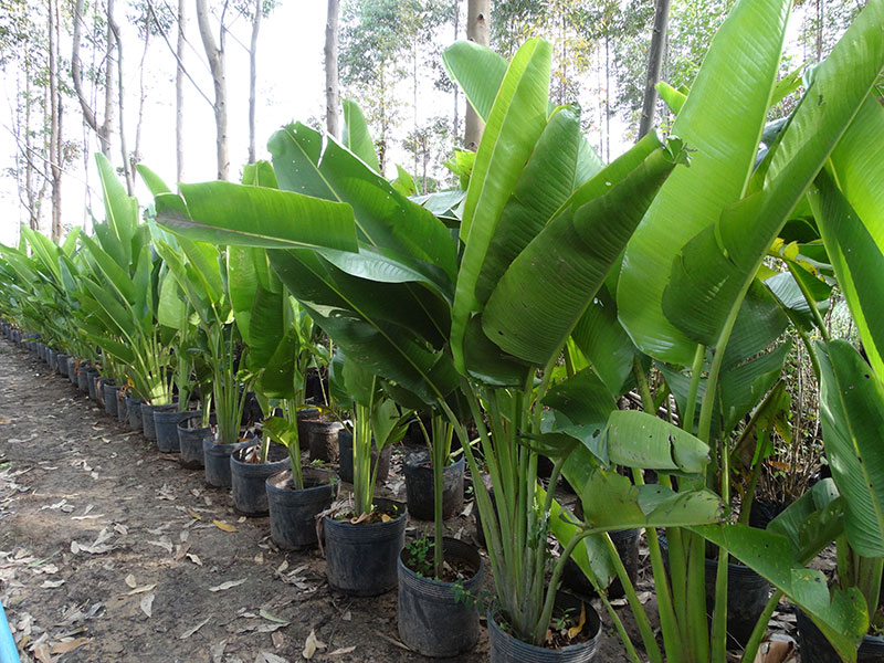 Ravenala madagascariensis
