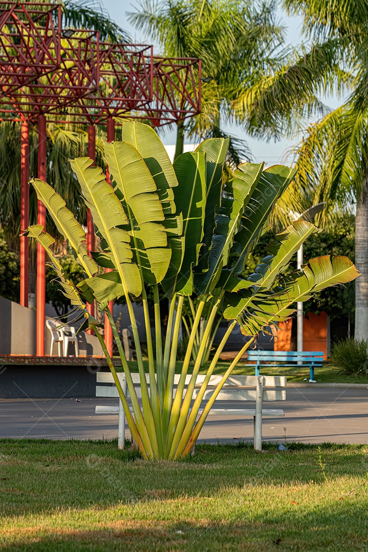 Palmeira do Viajante