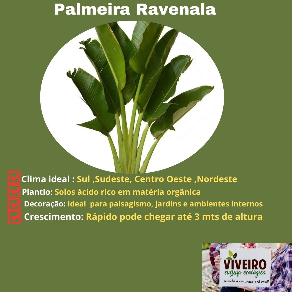 Planta escultural tropical