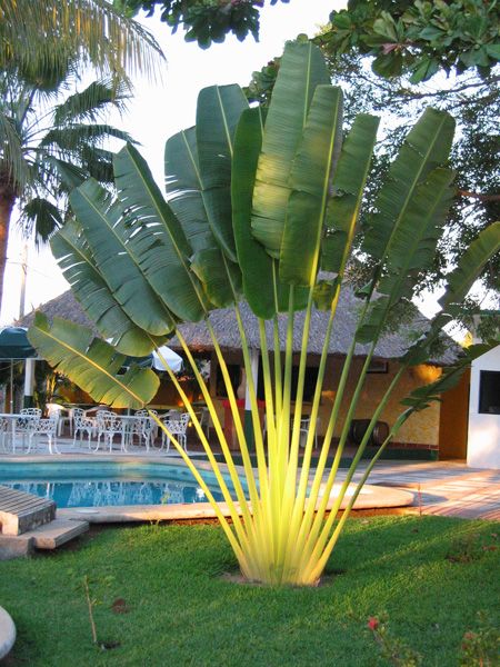 Paisagismo com plantas exóticas